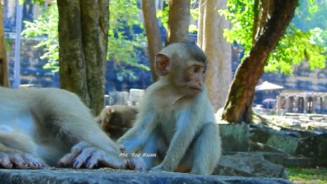 Very brave Rainbow help comfort grooming baby monkey Lucie & auntie playing with RB смотреть онлайн