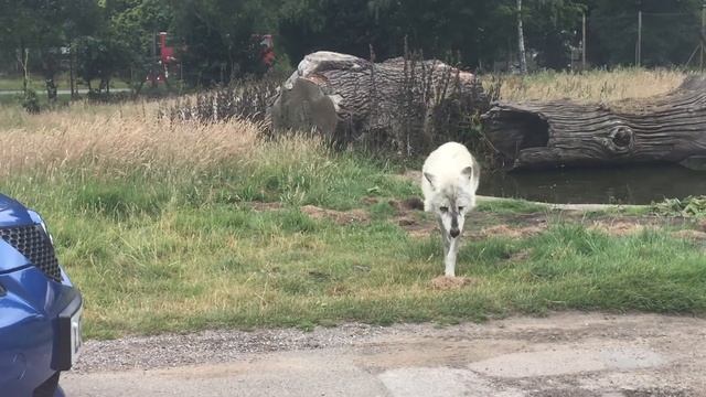 Wolf. Safari Park London смотреть онлайн