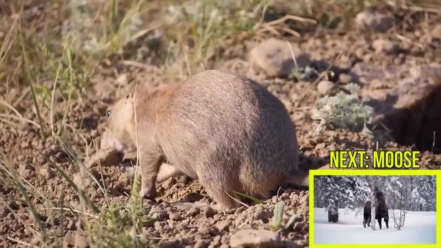 ANIMAL SOUNDS COMPILATION For Preschoolers, Kindergarten - Kids Learning Videos