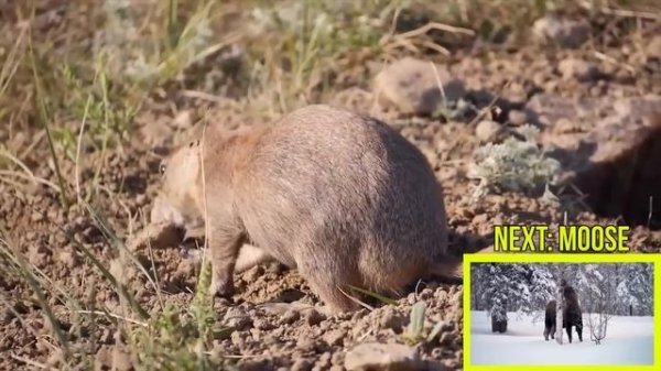 ANIMAL SOUNDS COMPILATION for Preschoolers, Kindergarten - Kids Learning Videos