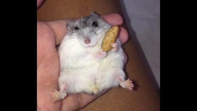 Happy greedy Hamster won't share her apple pie! смотреть онлайн