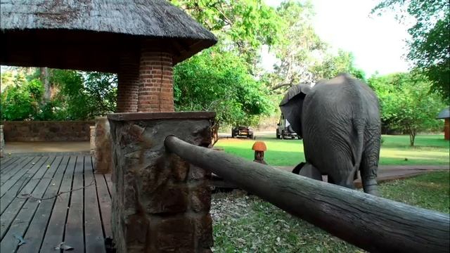 The Elephants that came to dinner 🐘🐘🐘 | Mfuwe Lodge, Zambia смотреть онлайн