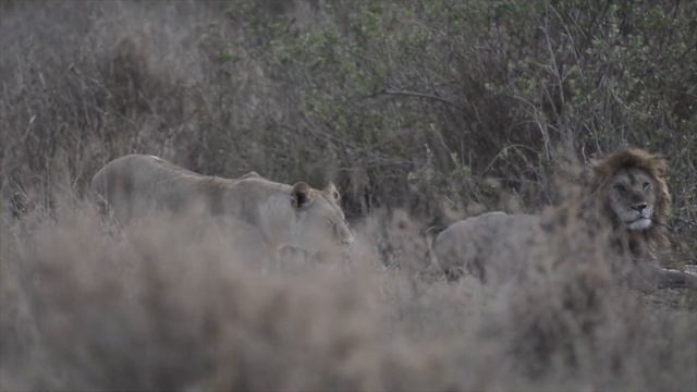 Serengeti from the sky! Tanzania Safari - Part 2 смотреть онлайн