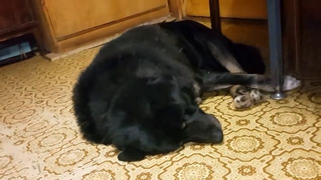 Кузя спит смотреть онлайн