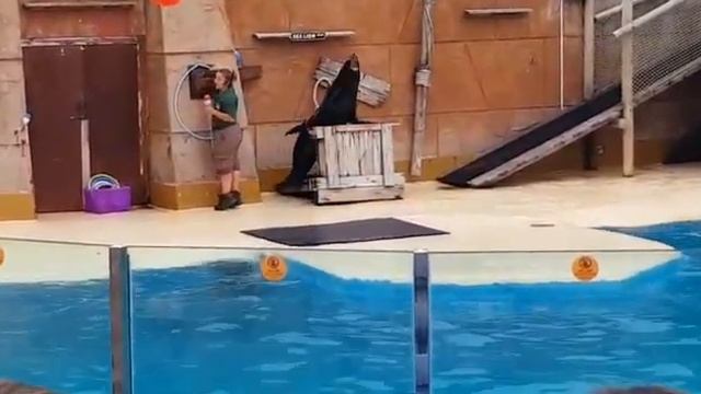sealion at safari Park UK 🇬🇧 смотреть онлайн