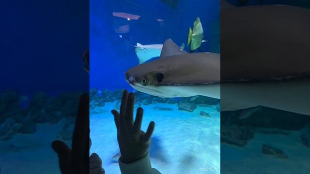 Отмечает День работника автомобильного и городского пассажирского транспорта