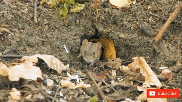 The brave mouse 🐁 who saves thousand of lives Retired | Everything about मगावा смотреть онлайн