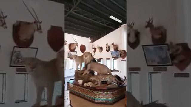 Safari Gallery in Baluarte Zoo,Vigan City Ilocos Sur смотреть онлайн
