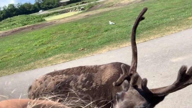 Chloe and Jason at Parc Safari Adventure Feeding Loose Animals смотреть онлайн