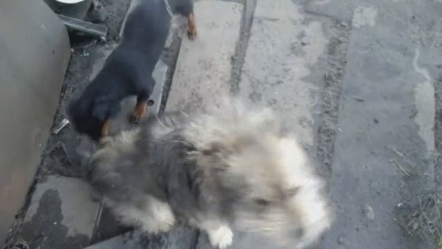 Че и Тузик смотреть онлайн