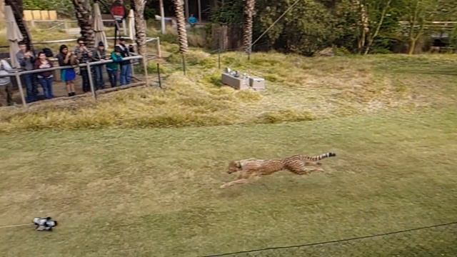 San Diego Zoo Safari Park - Cheetah Run смотреть онлайн