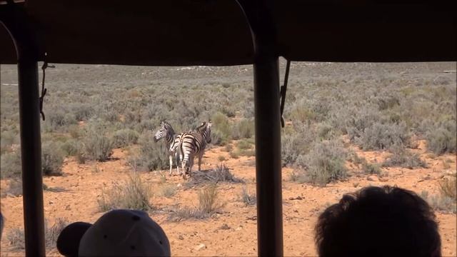 Aquila Safari - Cidade do Cabo - Rinocerontes, Zebras e Avestruzes смотреть онлайн
