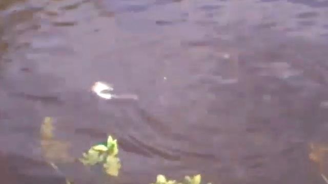 ОЧЕНЬ СИЛЬНО КУШАТЬ ХОЧЕТСЯ!!!