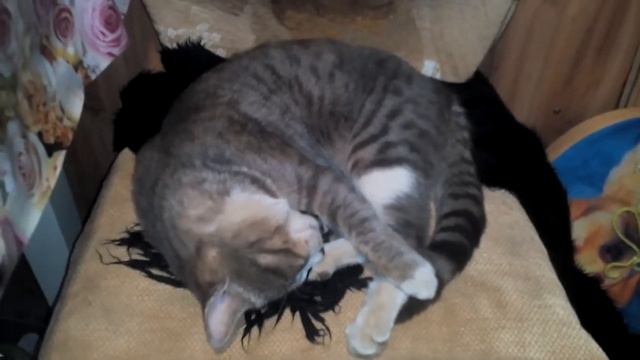 Мой кот спит на кухне. Свернулся колачиком и спит.