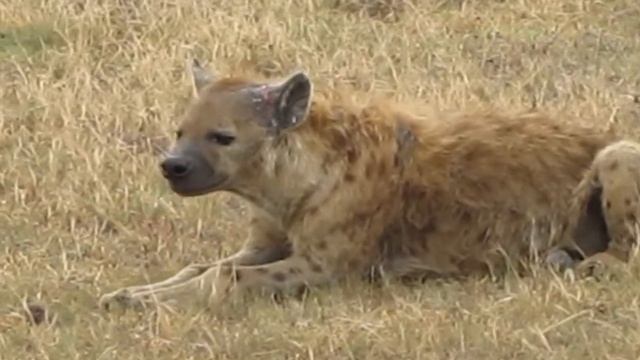 Ngorongoro Crater смотреть онлайн