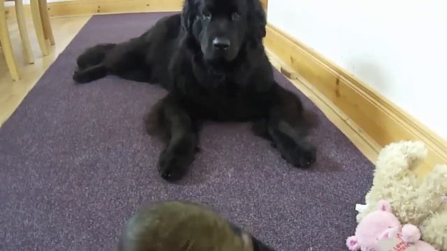 Newfoundland and a brave mouse смотреть онлайн