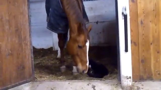 Cookie head and the brave cat. смотреть онлайн