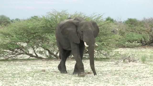 Botswana Photo Safari смотреть онлайн