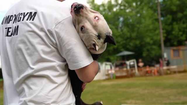 APBT BRAVE FIGHTER’S RAINBOW. Dog show "Jump'n'Gym 2023". смотреть онлайн