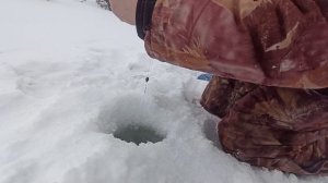 Ловля на жерлицы. Начало марта.Река! Вечерняя мама!