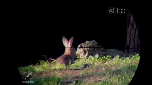 Rabbit hunt with Daystate Safari смотреть онлайн