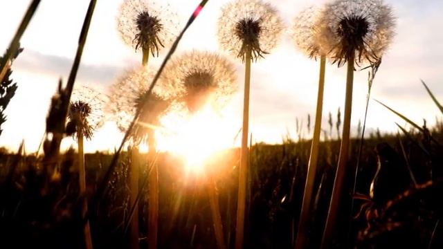 .·´✿"Sleeping Sun' ☆ 'NightWish"♩♫ (Tradução) ⇝Sol Adormecido⇜･✿´·. смотреть онлайн
