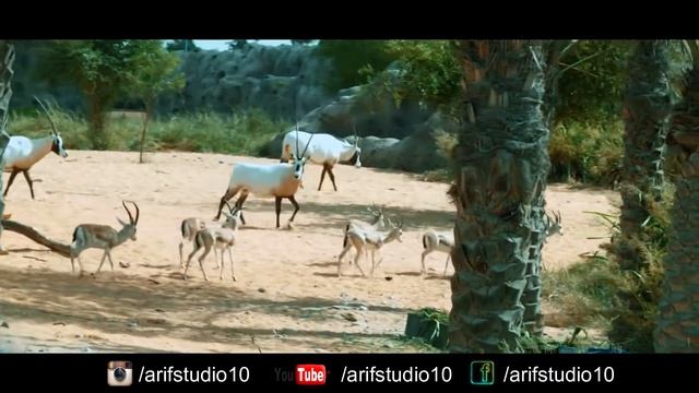 DUBAI SAFARI PARK | ANIMAL ZOO | ANGRY ROYAL TIGER | MUST VISIT PLACE IN DUBAI смотреть онлайн