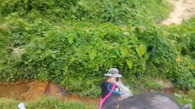 Fil safari pukhet thailand tayland смотреть онлайн