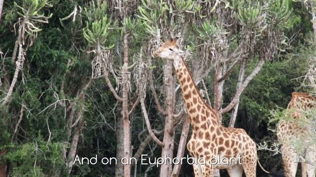 Four Crazy Things Giraffe Eat | Fun South Africa Safari Facts смотреть онлайн