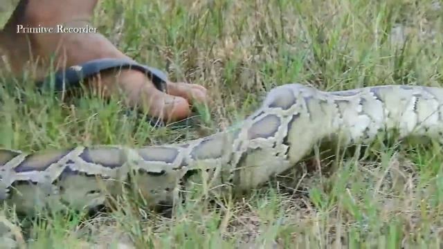Terrifying!! Brave Boy Catch Big Snake While It Trying To Eat Buffalos смотреть онлайн
