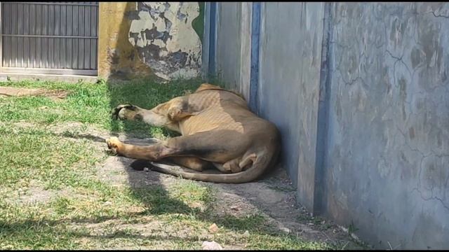 RAJGIR , ZOO SAFARI, SWARN BHANDAR, SHANTI STUP 🎈 смотреть онлайн