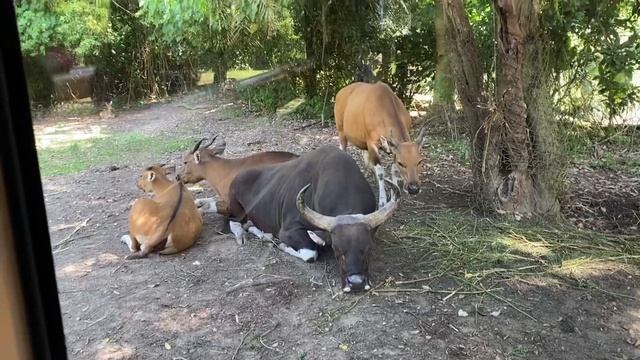 JALAN JALAN KE TAMAN SAFARI GIANYAR BALI смотреть онлайн