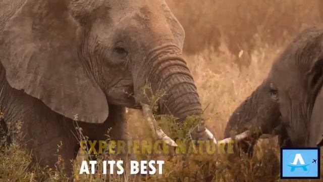 Alkhaleej Tours |Let's take you on a safari смотреть онлайн