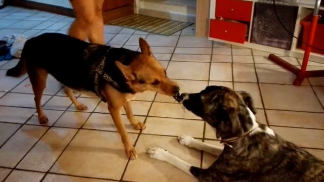 The adventures of Nakia, Rocco her husband and and brave Arturino (number one) e il pezzo. смотреть онлайн