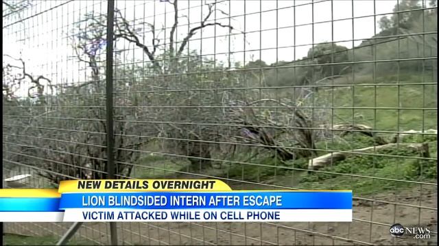 Lion Attack Victim Was on Phone When Lion Broke Free, Attacked смотреть онлайн