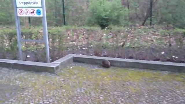 Hedgehog on a mission at the Berlin Soviet Memorial смотреть онлайн