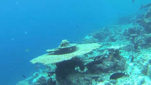 Snorkeling THULHAGIRI ISLAND RESORT Maldives