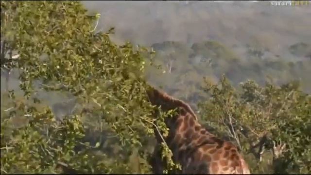 Pt 1 Safari Live's Sunrise Safari Drive at 6:30 AM on May 30, 2017 ( Thandi & Thamba ) смотреть онлайн