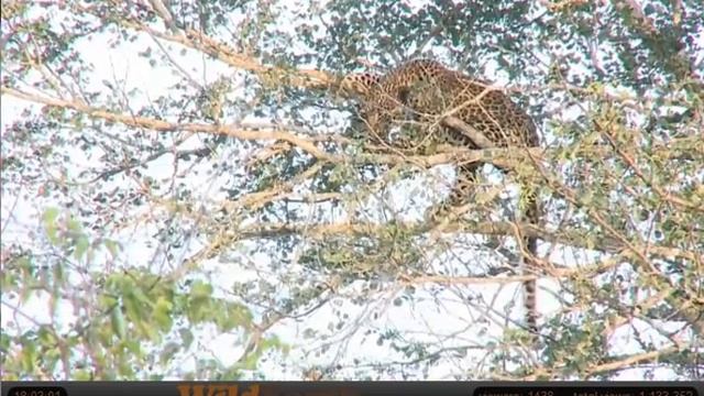 Jan 13 WildEarth Safari PM Drive: Shadow's Cub in the tree, two hyenas смотреть онлайн