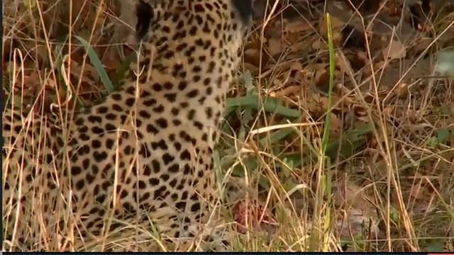 May 3 WildEarth Safari AM Drive: Shadow and her Cub, and Elephants смотреть онлайн