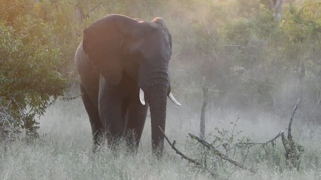 Elephant in sand. KRUGER SUNSET LODGE I SAFARI HIGHLIGHTS #41 смотреть онлайн