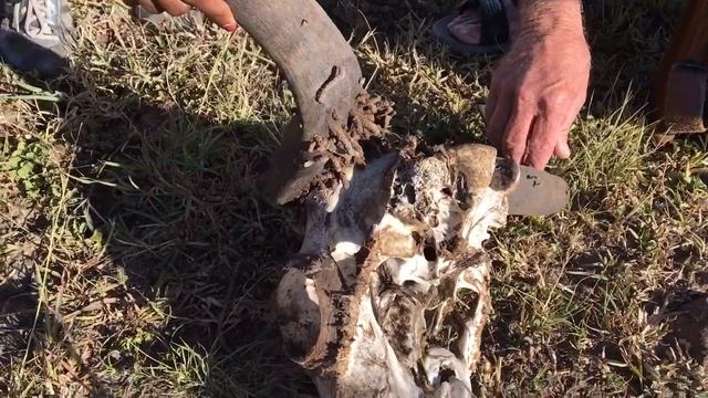 Governors' IL Moran experience review - Wildebeest skull, walking safari #GMClivereviews смотреть онлайн