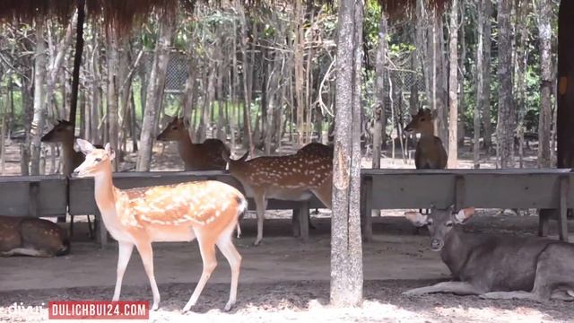 Du lịch Phú Quốc: trải nghiệm khám phá vườn thú Vinpearl Safari Phú Quốc có gì vui? смотреть онлайн