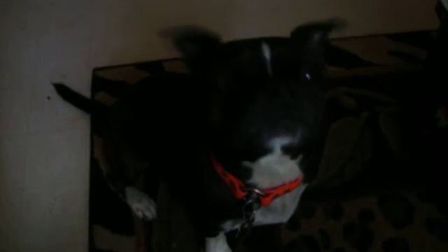 JG Wentworth Fido Friday -Yum Yum singing the JG Wentworth Opera Cash Now Commercial смотреть онлайн