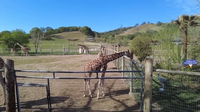 1 Minute Video || Safari West - Wild Life Safari || Part 18 смотреть онлайн