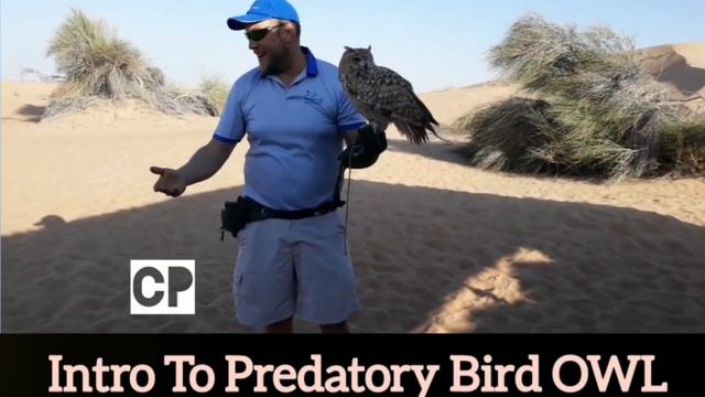 Dubai Memories Owl Intro & Display Platinum Heritage Desert Safari #Dubai #Owl #Travel #Travelvlog смотреть онлайн