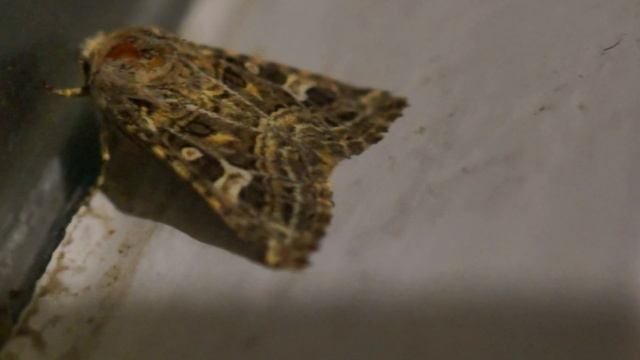 Огромная моль сидит на оконной раме, 4k смотреть онлайн