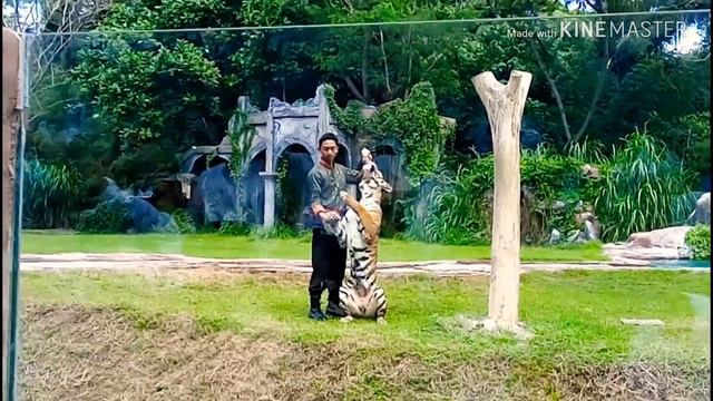 Bali SAfari tiger show смотреть онлайн
