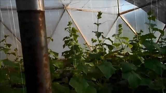 17 Купольная теплица Первые огурцы 25 06 2017 смотреть онлайн