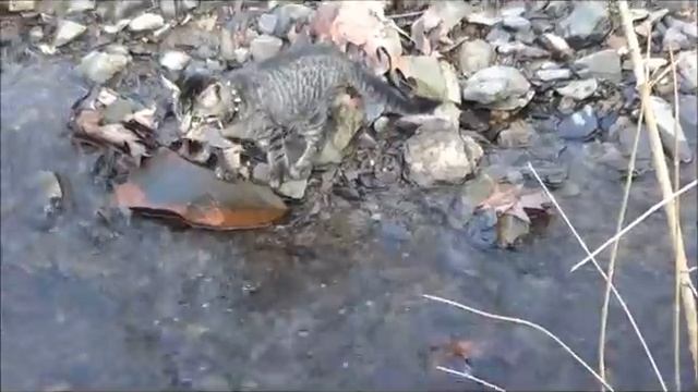 Brave Kitten Learns to Cross Stream, Part 1 смотреть онлайн